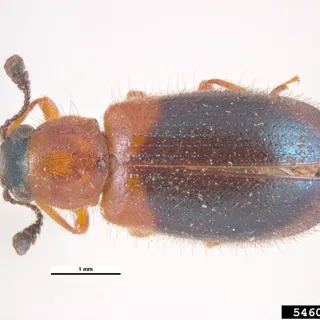 thumbnail for publication: Redlegged Ham Beetle, Copra Beetle Necrobia rufipes (De Geer, 1775) (Insecta: Coleoptera: Cleridae: Korynetinae)